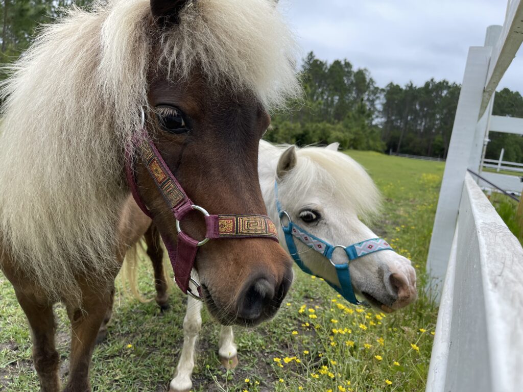 https://paulhenningmd.com/horsemanship-and-medicine/