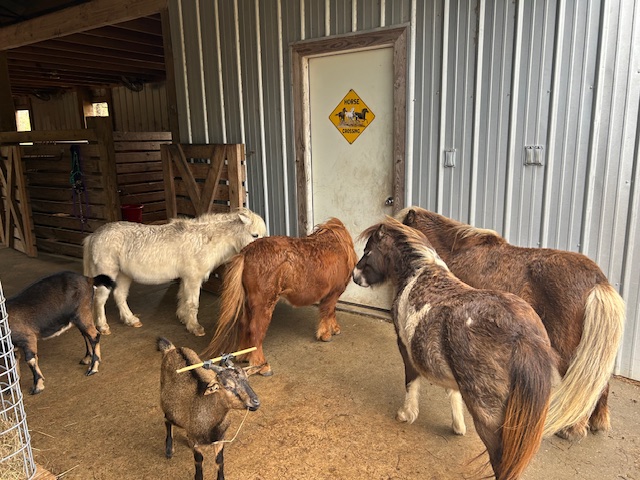 Paul Henning MD Horsemanship